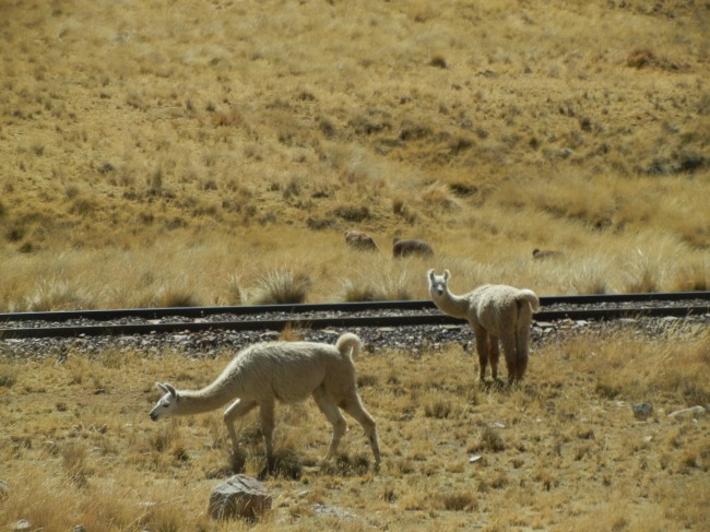 Llamas grazing by the train tracks.  